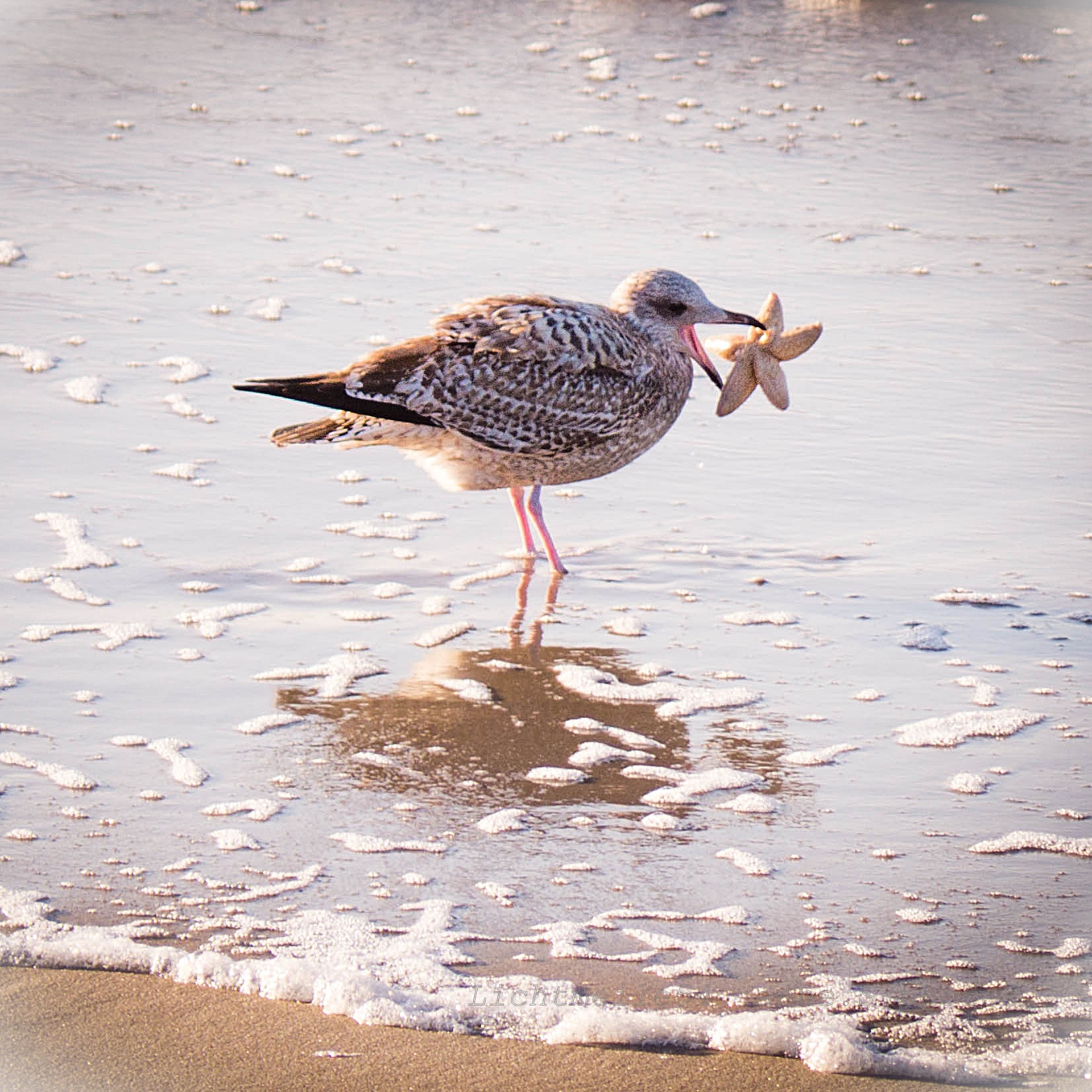 Anne, die Bildwerkerin Fotografie eines  Moments am Meer mit Möwe und Seestern. Lebendige Nähe zur Natur